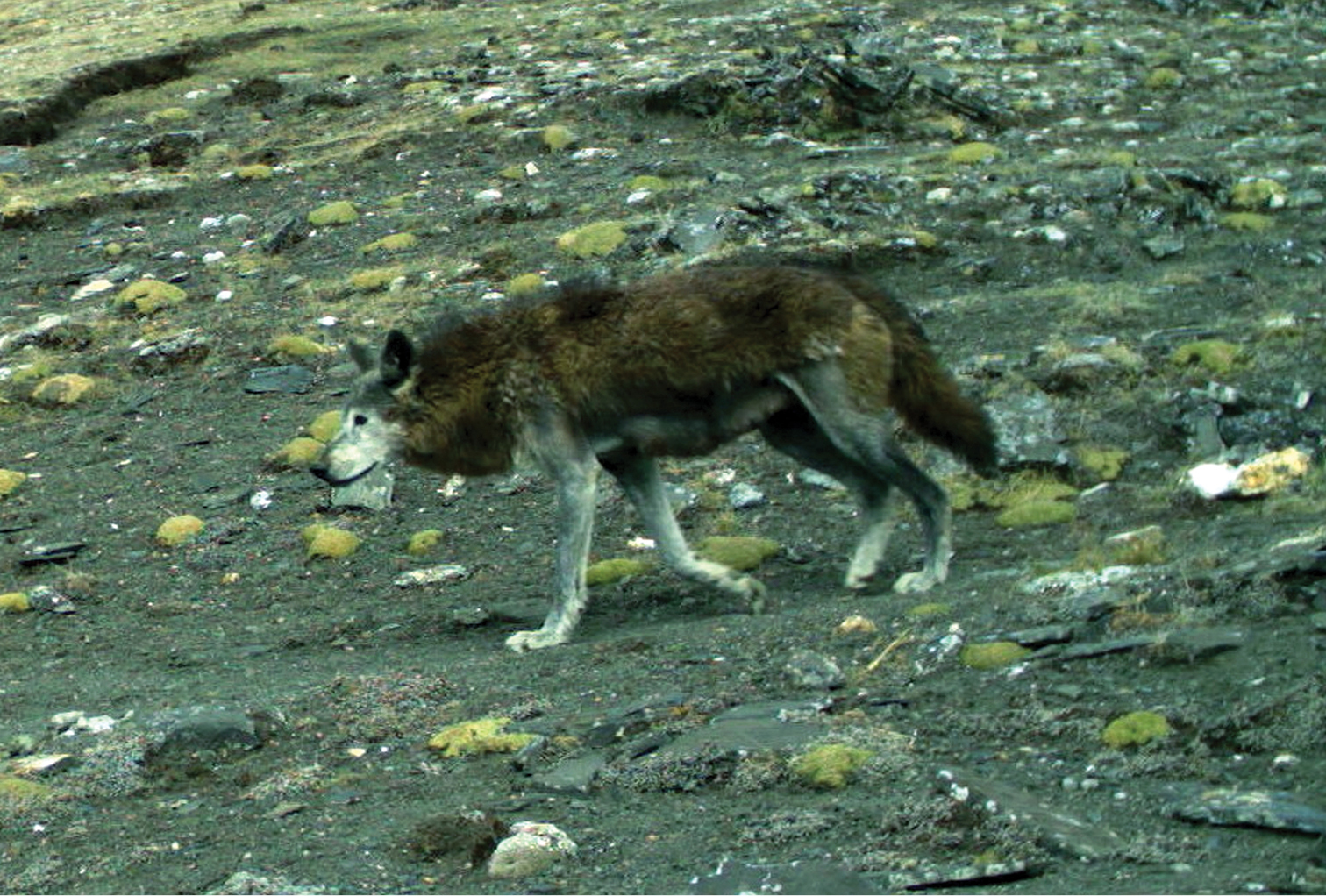 tibattian wolf