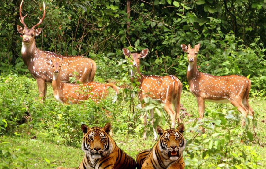 Jim Corbett Budget Tour Package From Delhi